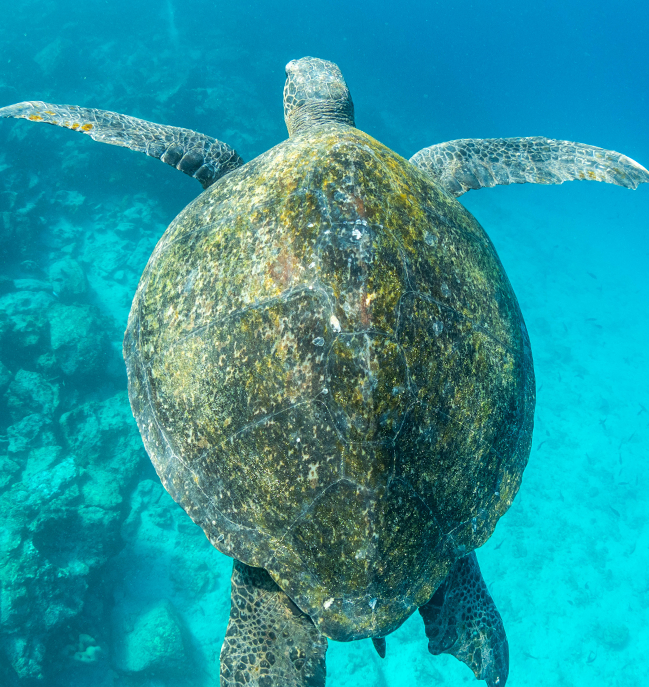 a galapagos tortoise underwater